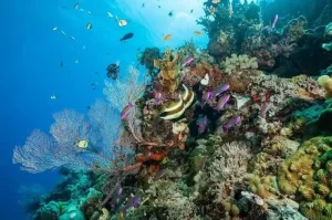 The Great Barrier Reef, Keajaiban Bawah Laut di Australia